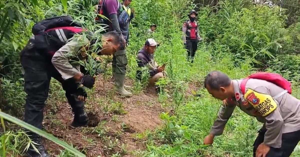 Polisi Temukan 4.338 Tanaman Ganja di Lereng Semeru