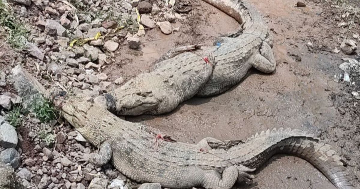 Kronologi Tembok Penangkaran Buaya di Cianjur Jebol, Warga Beraktivitas di Sungai Calung Diminta Waspada