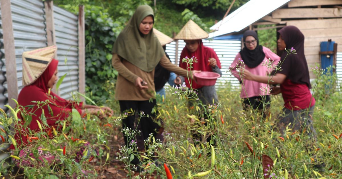 Petani Muda Fakatoto Bisa Raup Jutaan Rupiah dari Budidaya Cabai, Begini Caranya