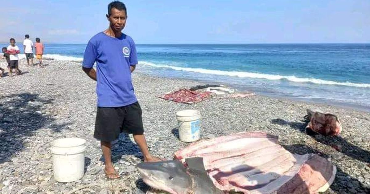 Potongan Tubuh Penyelam Ditemukan Dalam Perut Hiu