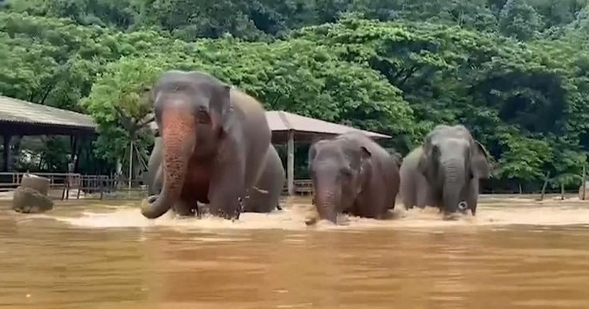 Cagar Alam Kebanjiran di Thailand, 100 Gajah Dievakuasi