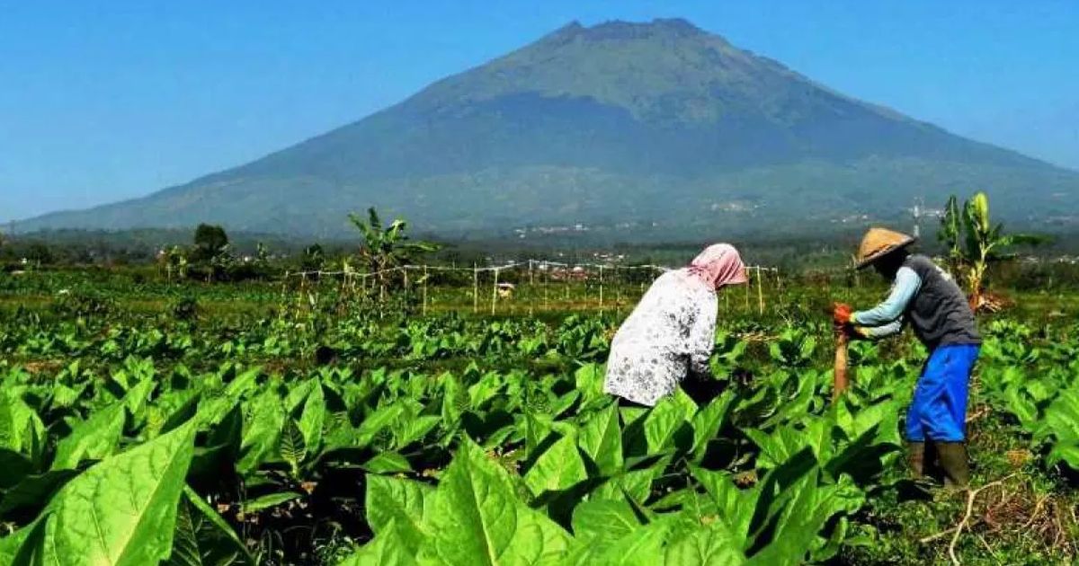 Jerit Petani Tembakau Soal Wacana Aturan Kemasan Rokok Polos Tanpa Merek