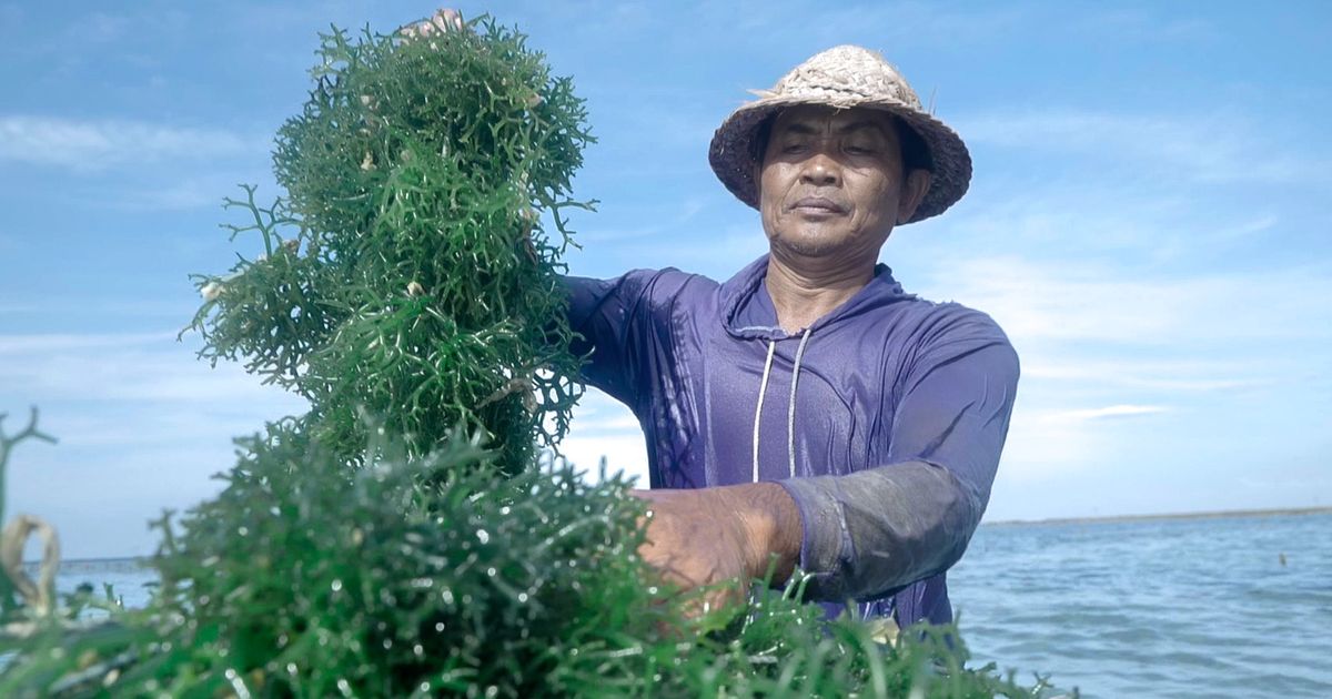 Pemberdayaan BRI Tingkatkan Skala Usaha Klaster Rumput Laut Semaya di Nusa Penida