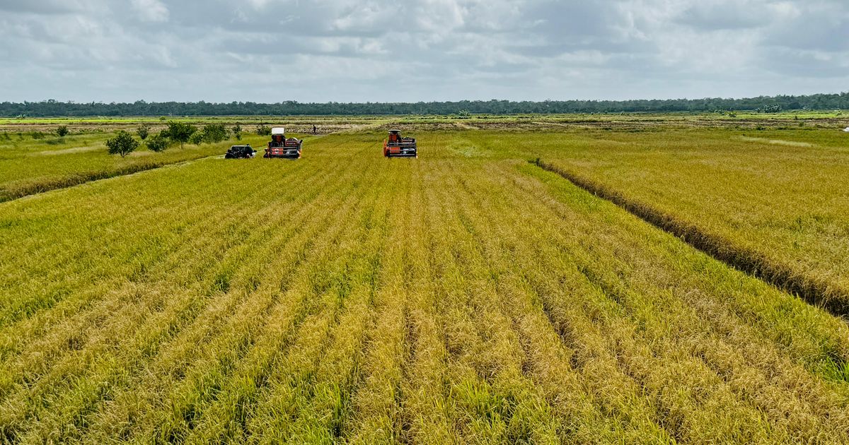 Merauke Panen Raya Padi Seluas 14.000 Hektare Hasil Optimasi Lahan Kementan