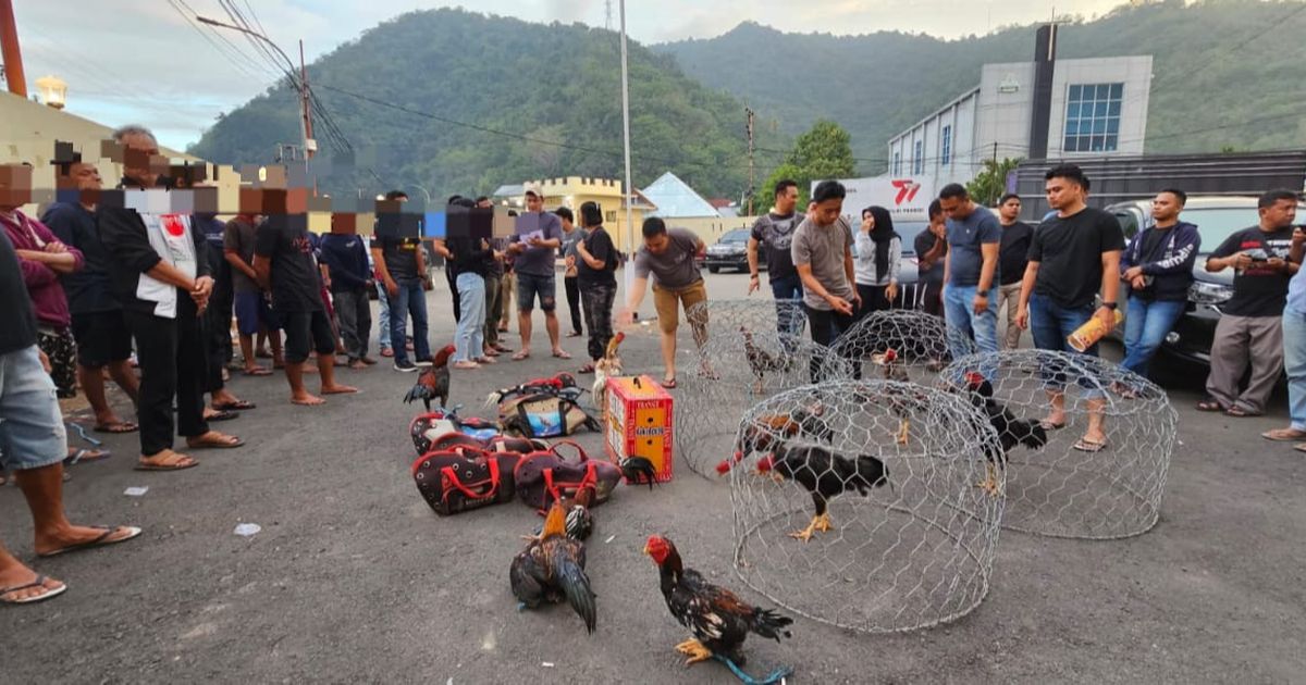 Bukannya Menindak, Polisi di Semarang Malah jadi Panitia Sabung Ayam