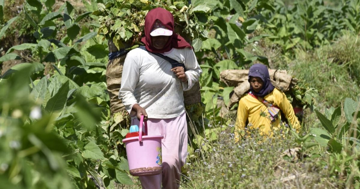 Aturan Rokok Kemasan Polos Disebut Ancam Mata Pencaharian 2,5 Juta Petani Tembakau, Benarkah?