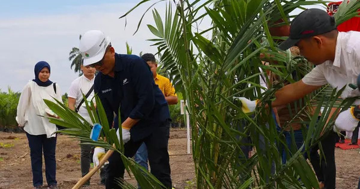 Produksi Gula PTPN Tahun 2024 Tembus 851 Ribu Ton