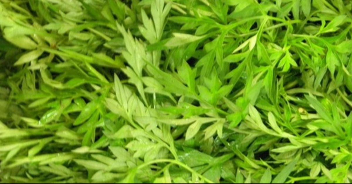 Resep Air Rebusan Daun Kenikir yang Ternyata Punya Manfaat Luar Biasa Bagi Kesehatan