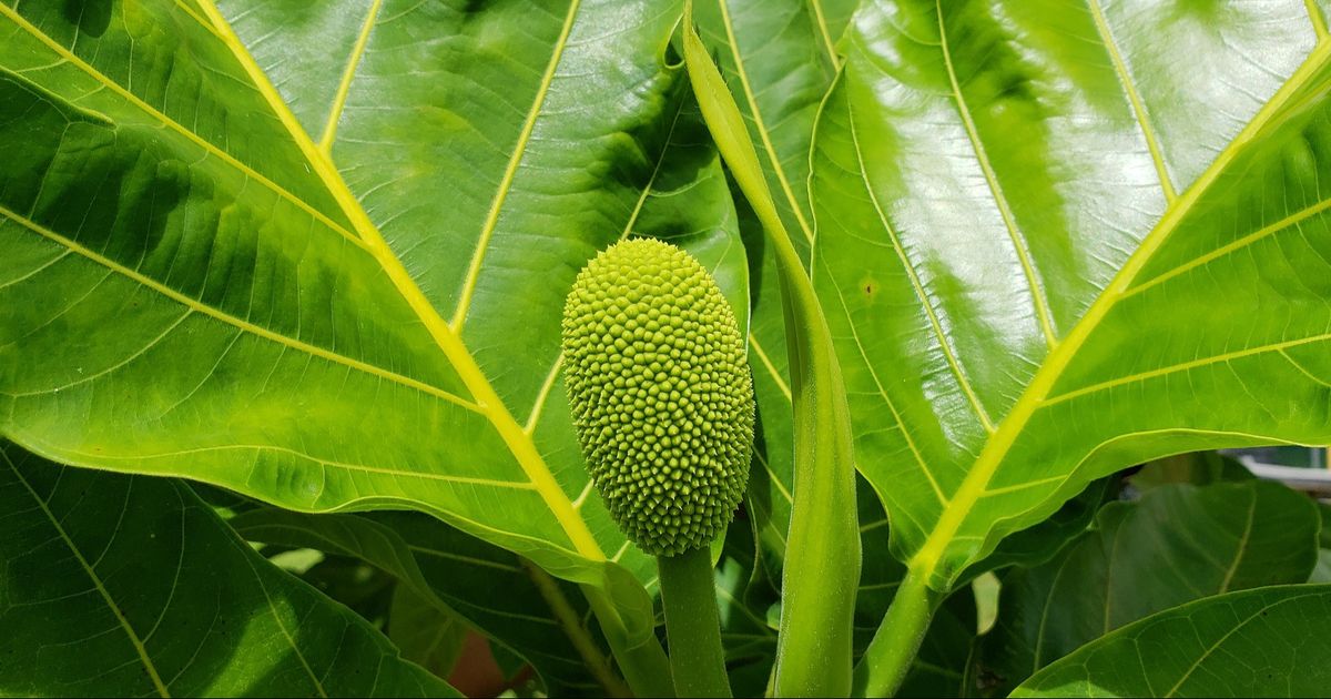 Daun Sukun, Solusi Alami untuk Turunkan Asam Urat dan Kolesterol