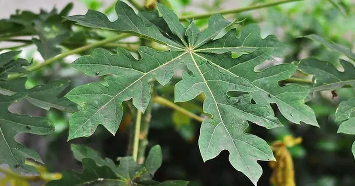 Cara Mudah Mengolah Daun Pepaya Agar Tidak Pahit, Begini Triknya