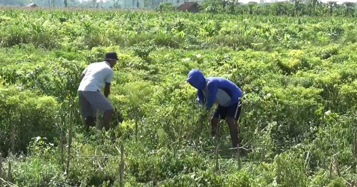 Pendapatan Petani Milenial Dijanjikan Pemerintah Capai Rp10 Juta per Bulan