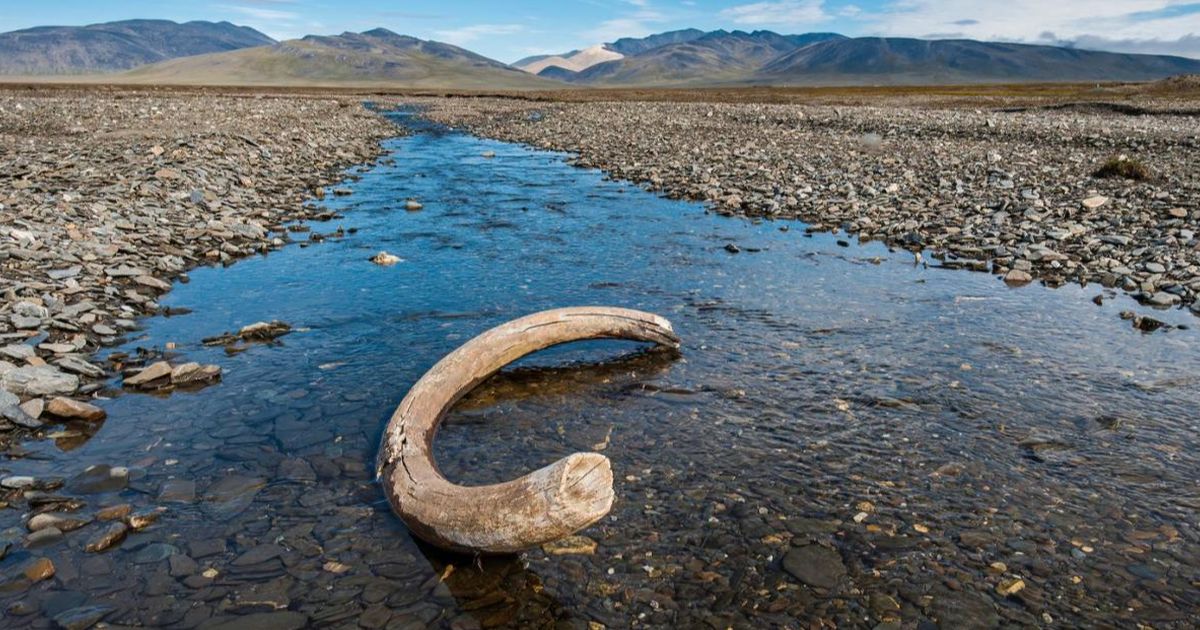 Pemburu Temukan Fosil Gading Mamut Berusia 20.000 Tahun di Sungai, Panjangnya 2 Meter dan Beratnya Hampir 300 Kilogram