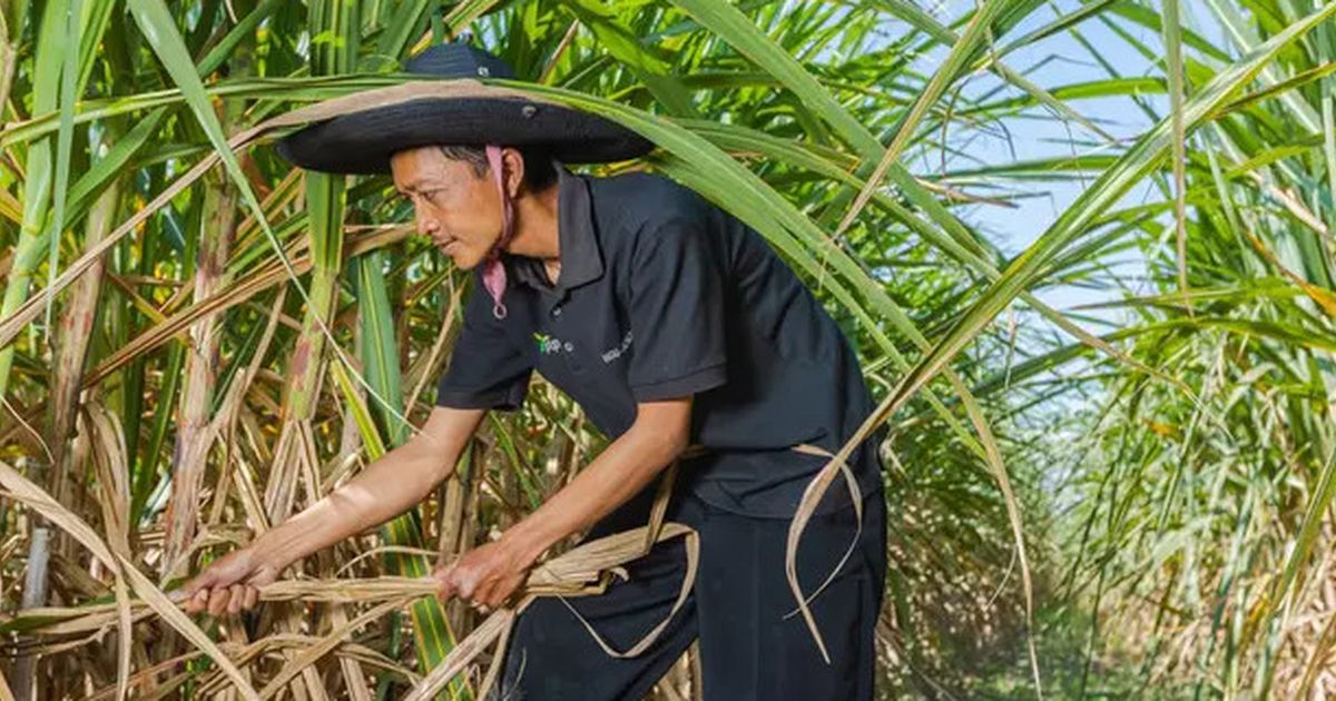 Pemerintah Target Swasembada Gula 2028, PTPN Putar Otak Tingkatkan Produksi