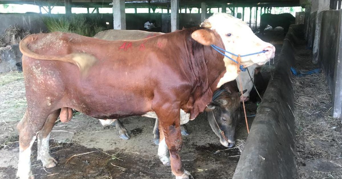 Demi Kesejahteraan Peternak, Mentan Amran Upayakan Harga Daging Sapi Minimal Rp 50.000 per Kilogram