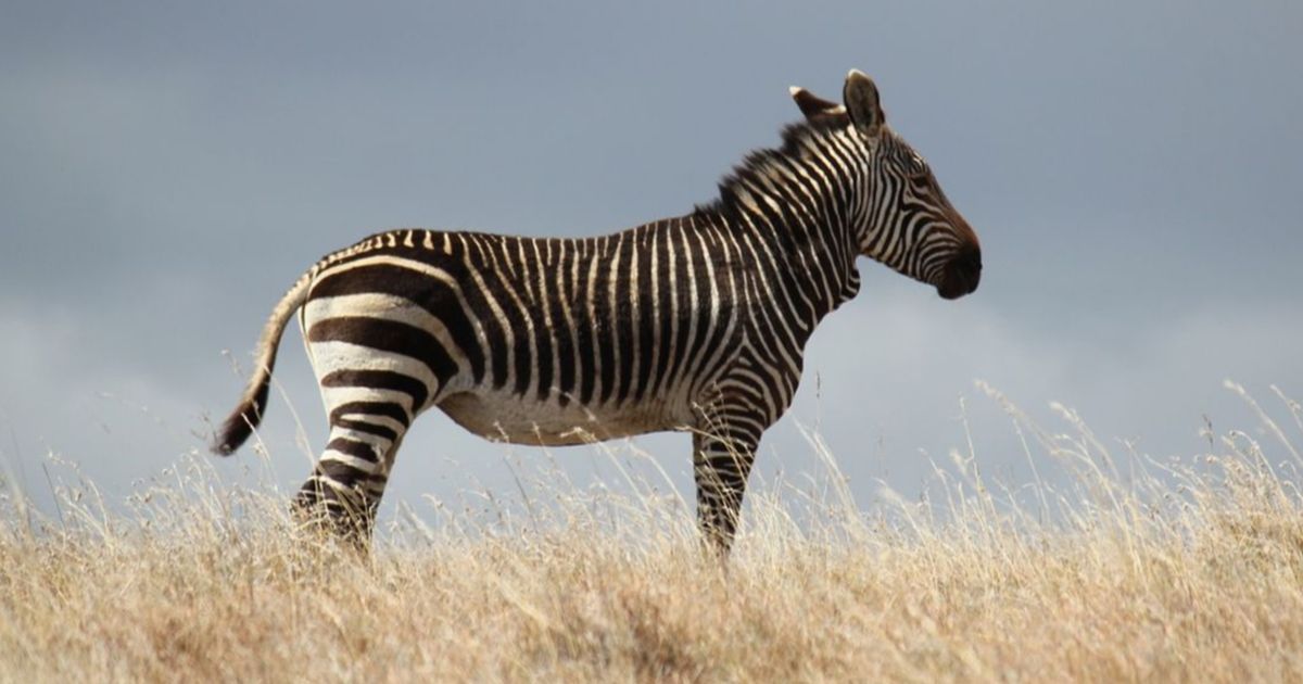 Ilmuwan Klaim Berhasil Hidupkan Kembali Nenek Moyang Zebra, Begini Wujudnya