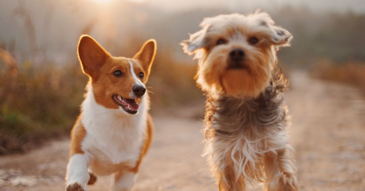 Anjing Kesayangan Keluarga Raja Ini Terpaksa Disuntik Mati, Penyebabnya Bikin Sedih