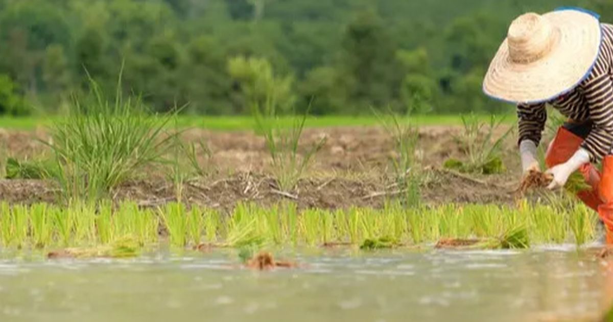 Hitung-Hitungan Kementan, Pendapatan Petani Milenial Bisa Tembus Rp10 juta Per Bulan