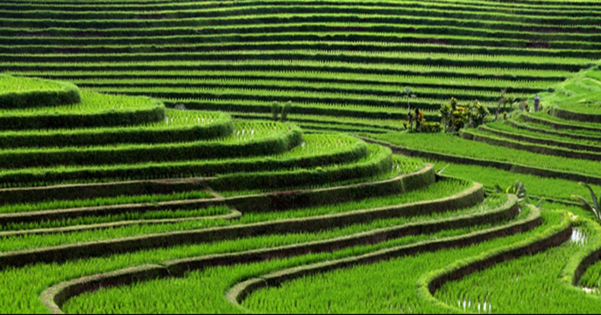 Harga Pupuk Naik Rp1.000 Produksi Padi Bisa Anjlok 5 Juta Ton, Begini Penjelasannya