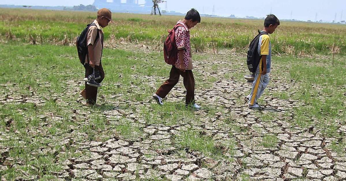 Ternyata, Ini Penyebab Sawah di Indonesia Hanya Bisa Satu Kali Tanam dalam Setahun