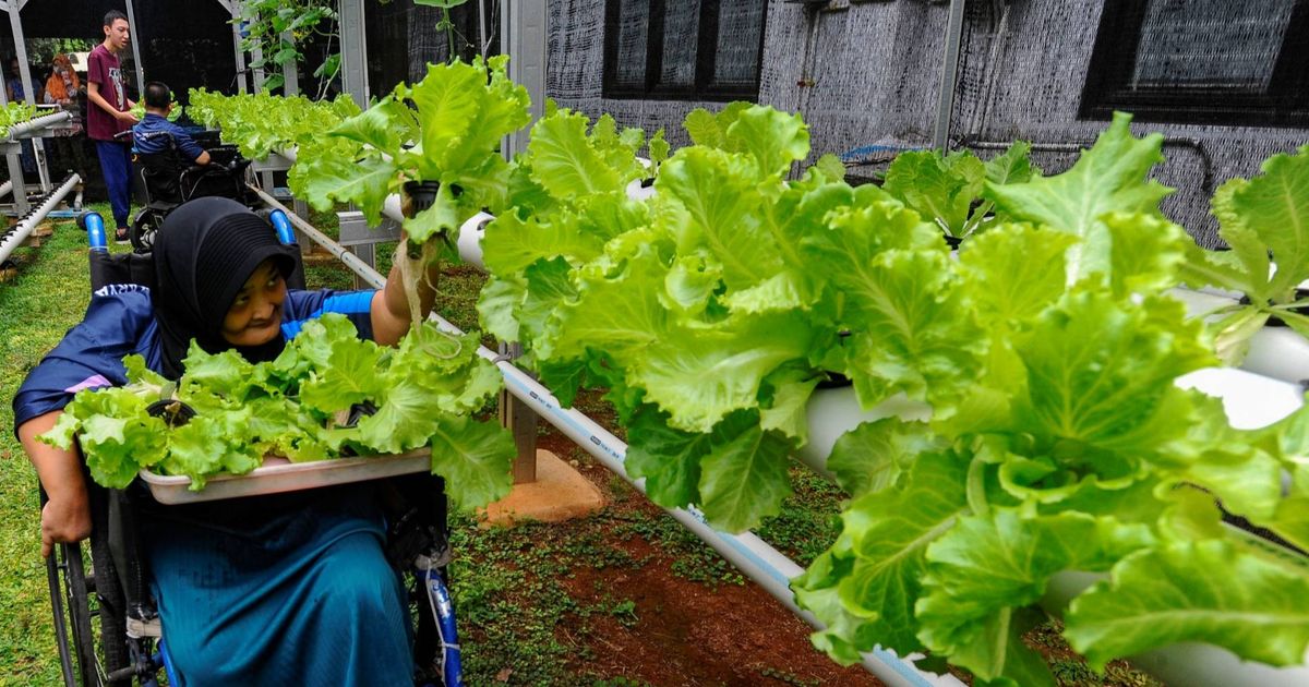 FOTO: Semangat Penyandang Difabel Panen dan Jual Sayuran Hasil Kebun Hidroponik