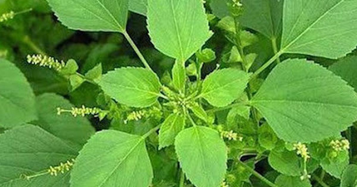 Atasi Nyeri Asam Urat dengan Daun Anting-Anting, Ini Langkah-Langkahnya