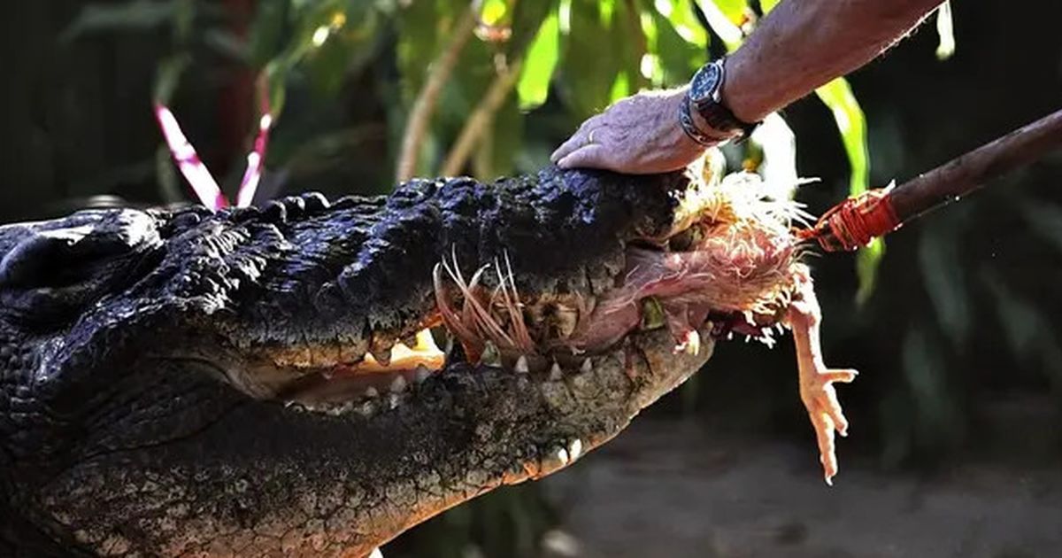 Mandi di Sungai, Lansia Tewas Diterkam Buaya