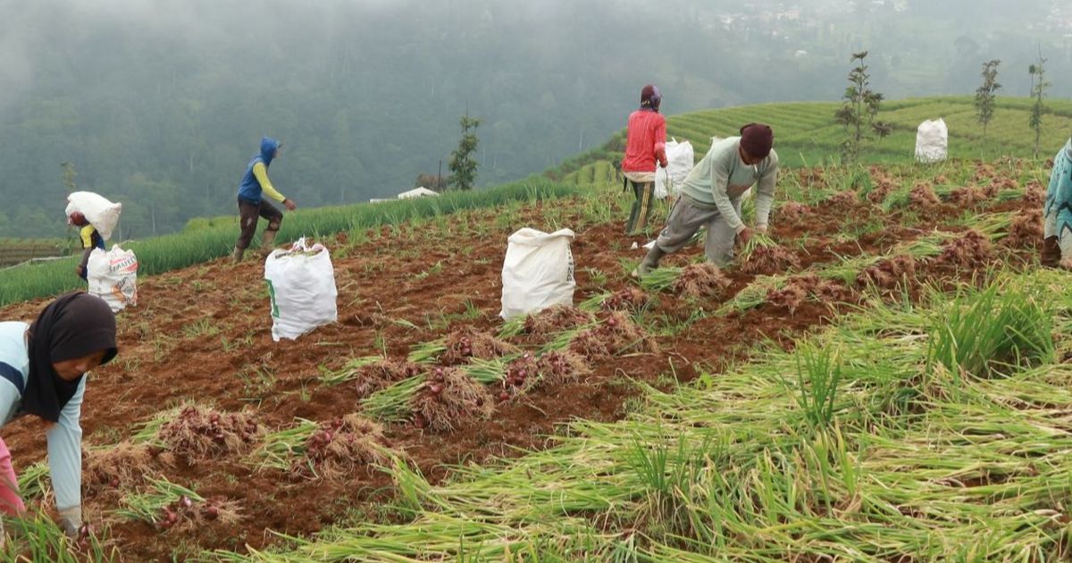 Cerita Petani Bisa Jual petai Hingga Jepang dan Amerika Serikat