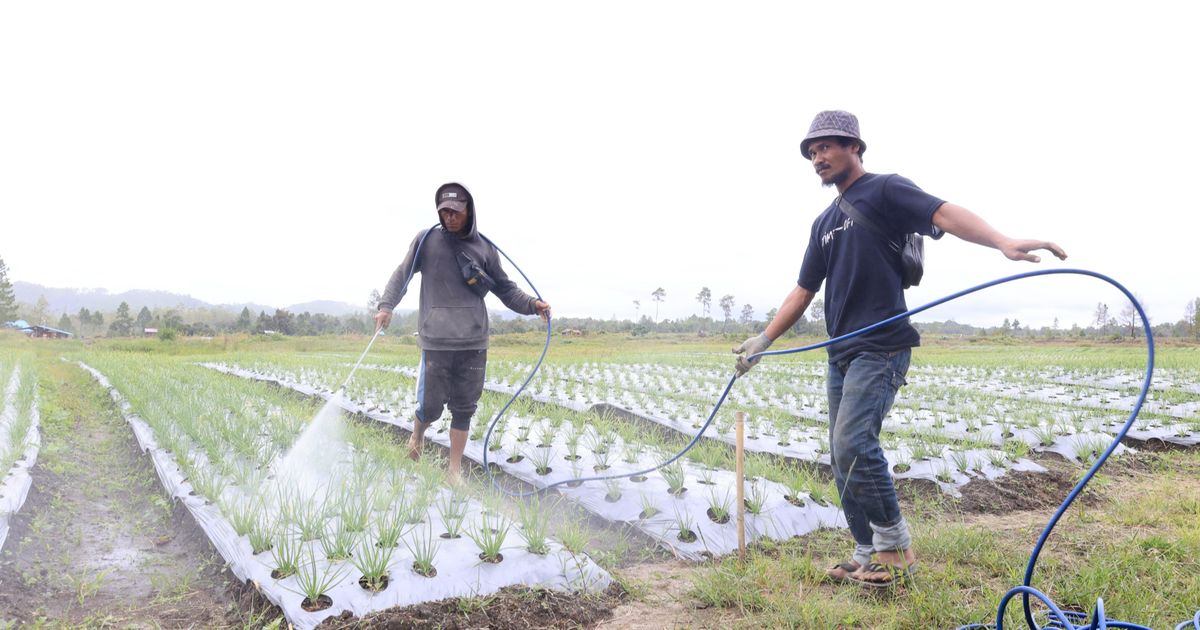 Ikut Program Lumbung Pangan, Begini Kisah Para Petani di Tanah Humbang Hasundutan