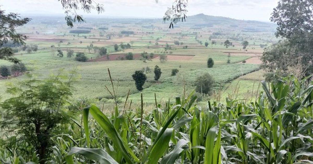 Jaga Keberlanjutan Lingkungan, Pertamina Tanam Pohon Langka di Bandung Barat