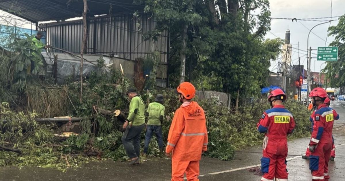 Data BPBD: 8 Pohon Tumbang di Jakarta Imbas Hujan Disertai Angin Kencang