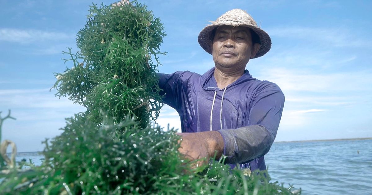 Pemerintah Siap Penuhi Kebutuhan Pupuk Dalam Negeri Lewat Rumput Laut