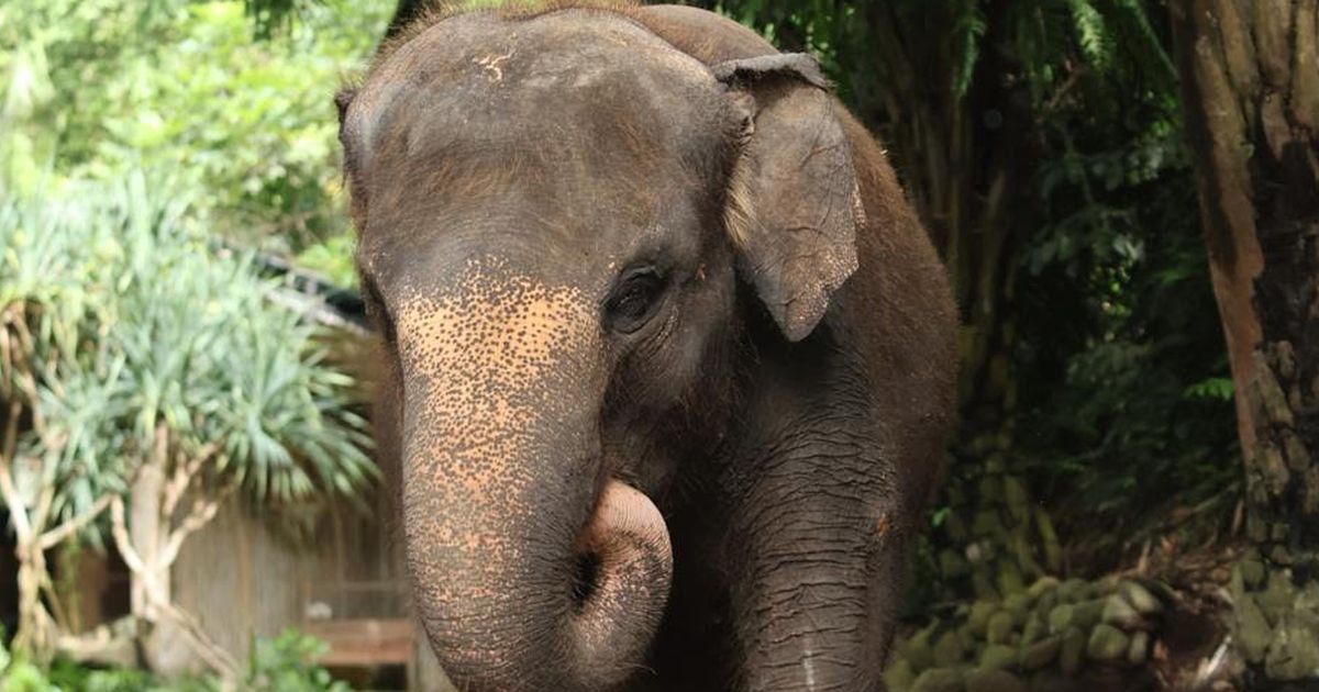 Kabar Duka dari Bali Zoo, Gajah Molly Mati Terseret Arus Sungai Saat Hujan Deras