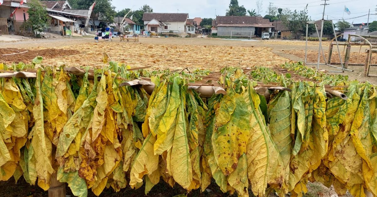 OPINI: Peran Dana Bagi Hasil Cukai Hasil Tembakau dalam Pembangunan Sosial dan Ekonomi di Daerah