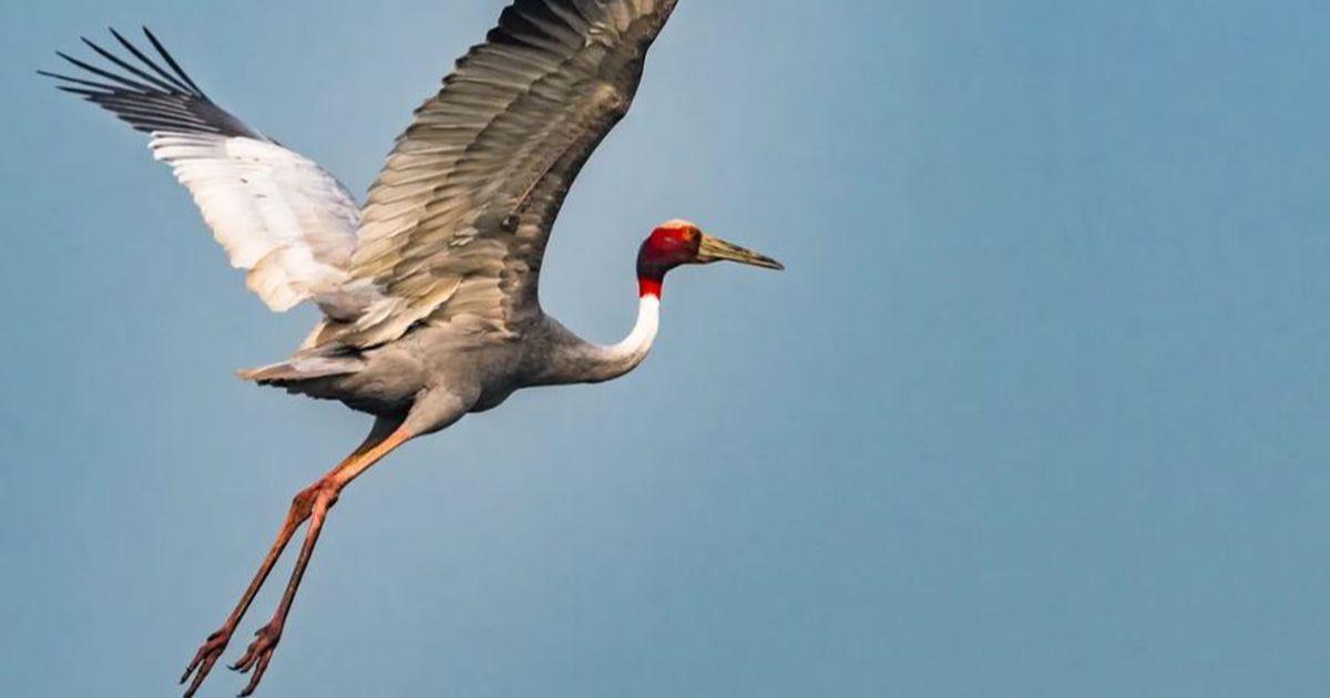 Ini Burung yang Terbang Paling Tinggi di Dunia, Bisa Tempuh Jarak Sampai 72 Kilometer