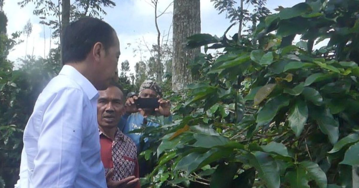 Jokowi Blusukan Lagi Bertemu Petani Kopi Temanggung: Kita Hanya Main, Enggak Ada Maksud Apa-Apa