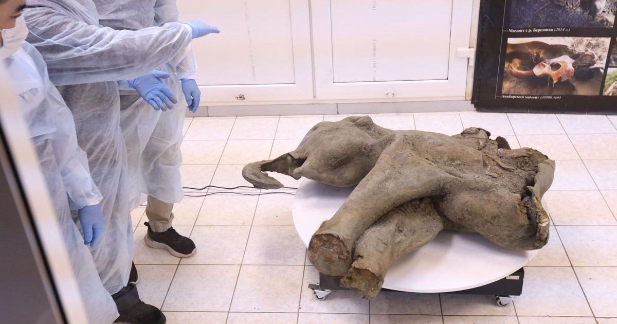 FOTO: Penampakan Bayi Mammoth Ditemukan di Bawah Lapisan Es Abadi Yakutia, Awet Meski Terkubur 50 Ribu Tahun