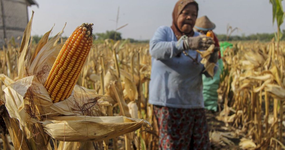 Harga Jual Gabah dan Jagung di Tingkat Petani Naik Jadi Rp500 Per Kg