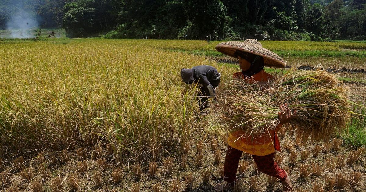 Komisi IV DPR 'Warning' Pihak Terkait Tak Main-Main dengan Kebijakan Prabowo, Kenaikan HPP Gabah-Jagung Harus Dirasakan Petani