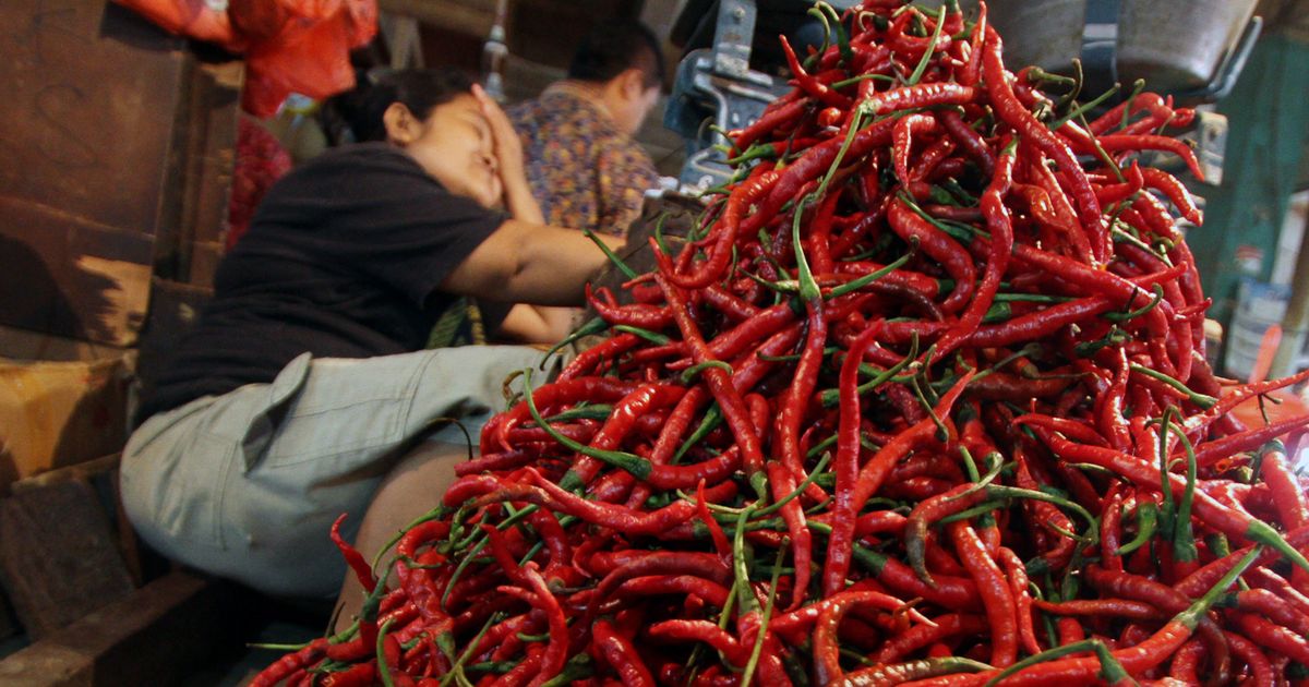 Harga Cabai di Tingkat Petani Anjlok Parah, Hanya Dibeli Rp1.500 per Kilogram