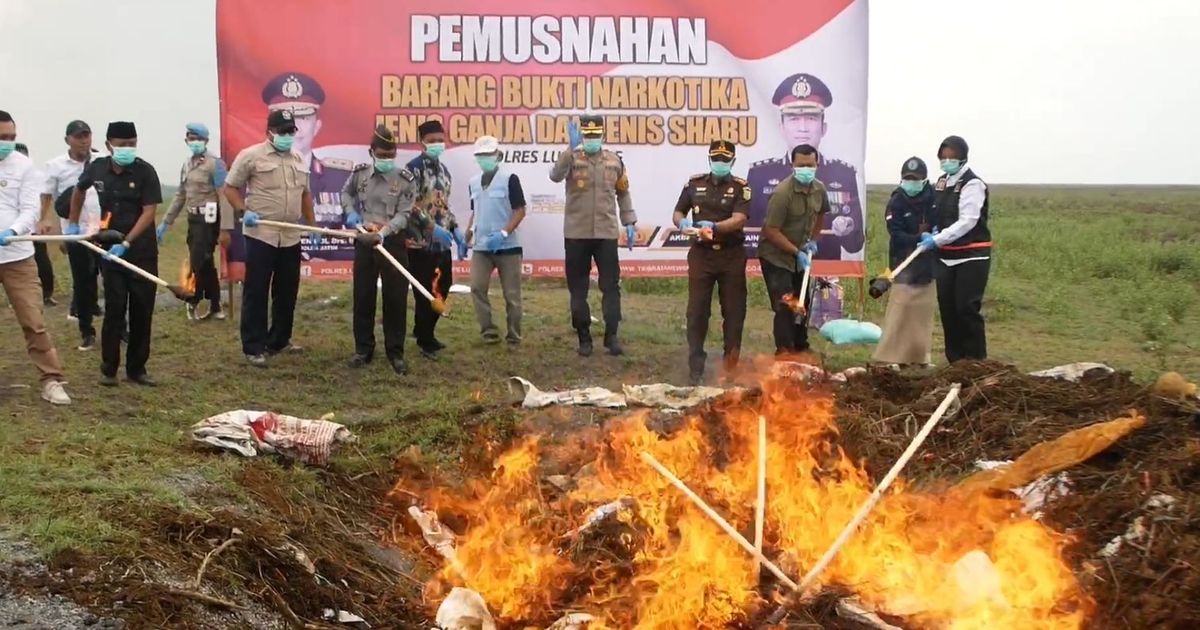 Polisi Musnahkan 47.000 Lebih Tanaman Ganja Tumbuh di Lereng Gunung Semeru