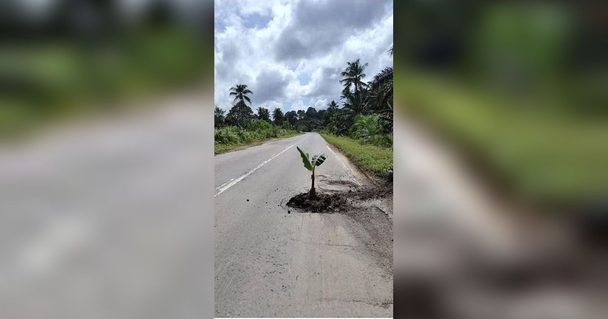 Bukan Hanya di Indonesia, Warga Malaysia Tanam Pohon Pisang di Tengah Jalan Rusak Sebagai Bentuk Protes