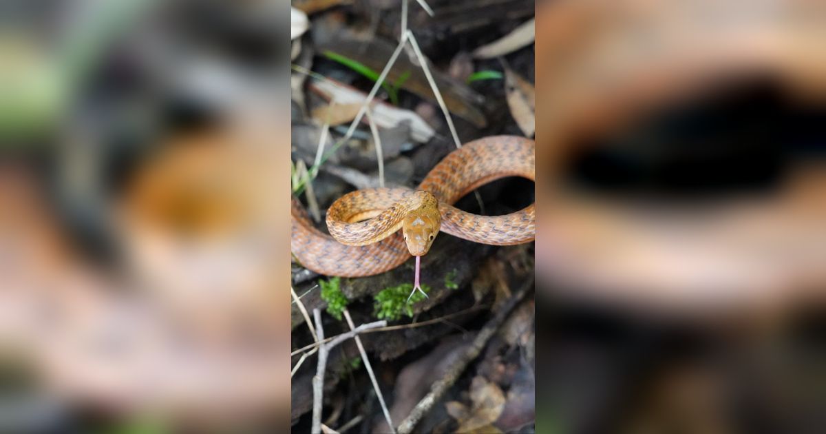 Penemuan Spesies Baru Ular yang Tiba-Tiba Muncul di Pohon, Ilmuwan Langsung Teliti