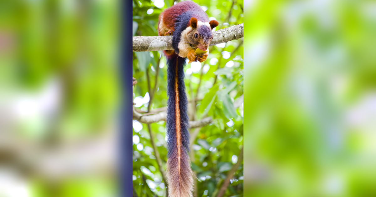 Heboh Penemuan Tupai Raksasa di India dengan Bulu Berwarna Pelangi