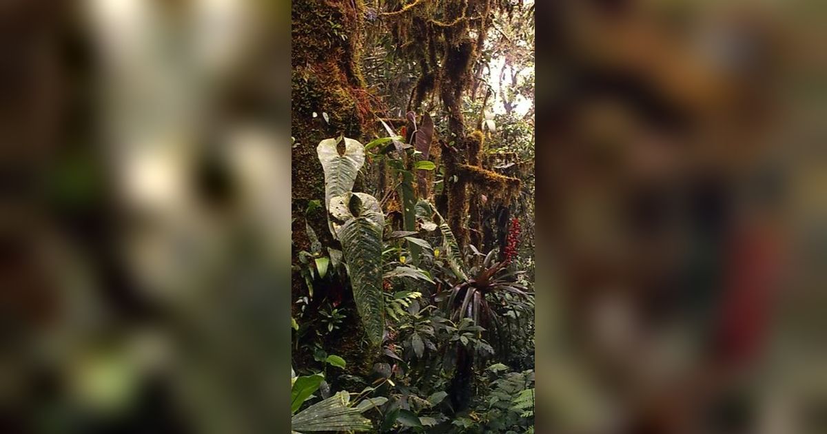 Misteri Hutan Awan, Tempat Mirip Dongeng yang Nyata dan Punya Hewan-Hewan Menakjubkan