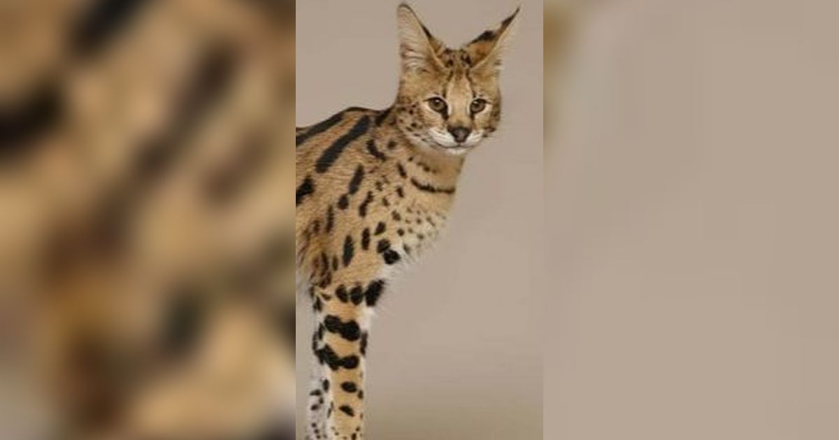 Kenalan dengan Marco, Si Kucing Serval Langka di Taman Safari Indonesia yang Menggemaskan