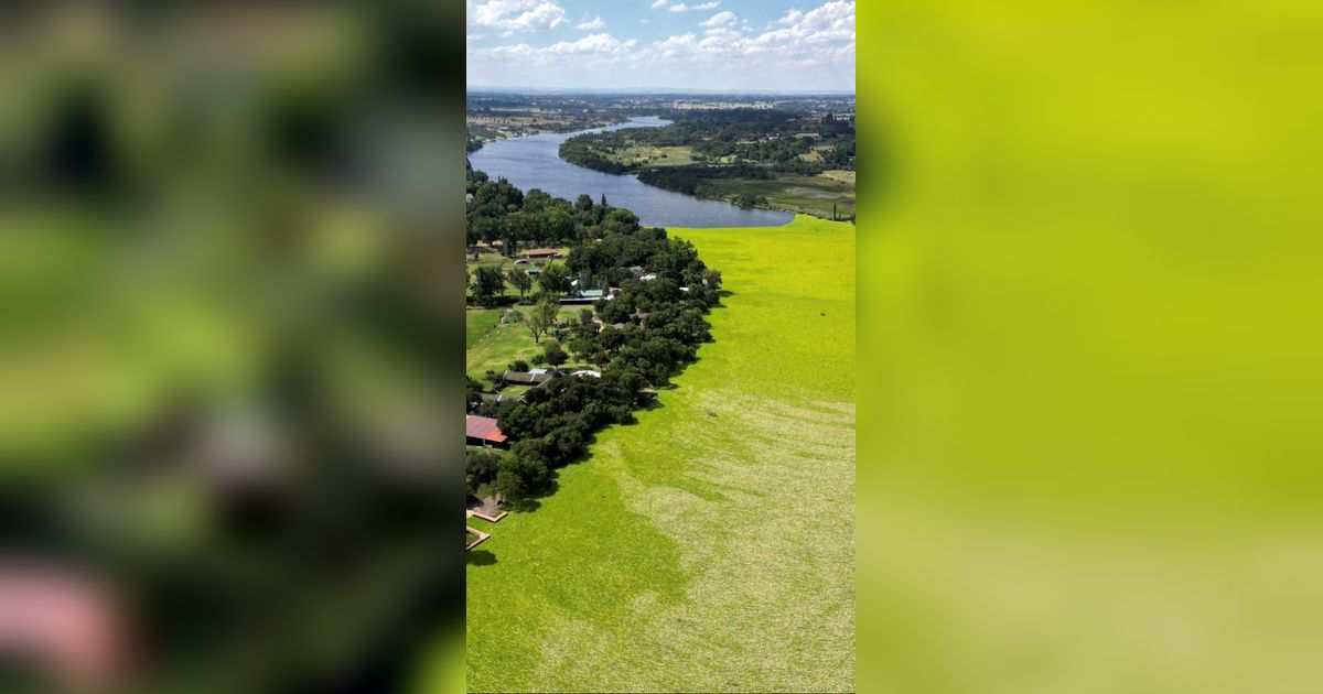 FOTO: Penampakan Tumbuhan Selada Air Bikin Sungai di Afrika Selatan Ini Seperti Daratan