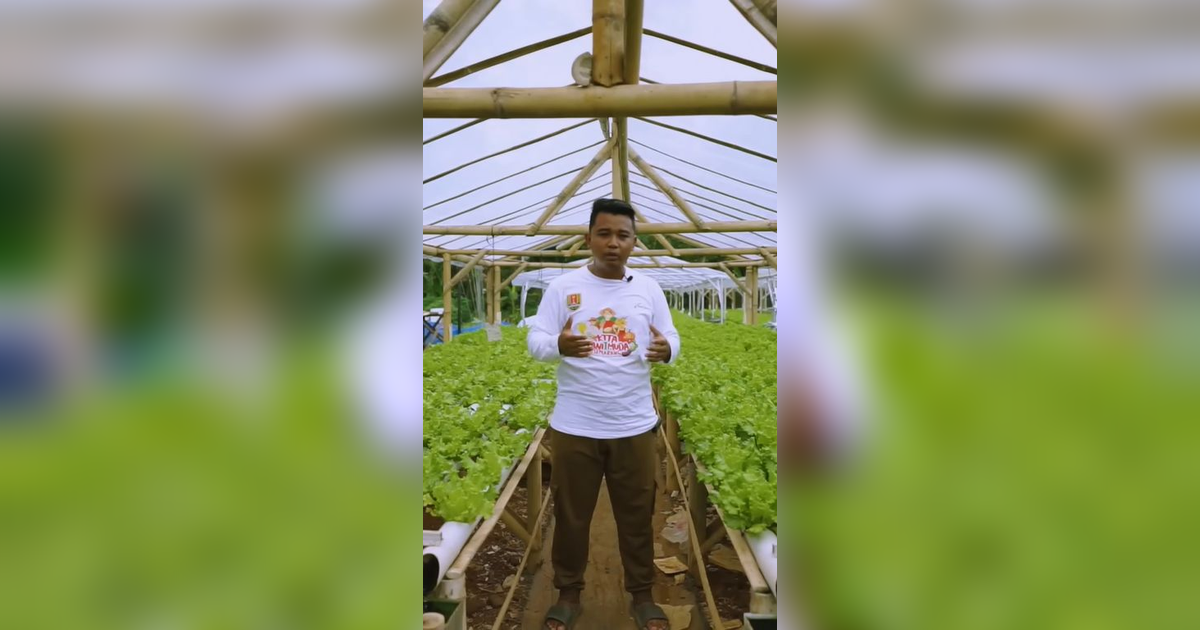 Modal Awal Hanya Rp 2 Juta, Pemuda di Semarang Ini Sukses Bertani Hidroponik Selada, Dulu Laku 5 Kg Kini 60 Kg Per Hari