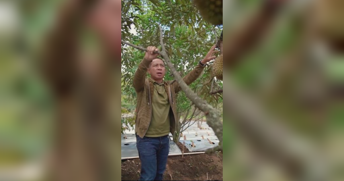 Menengok Panglima TNI Cek Kebun Durian, Asik Banget Lagi Panen Santap di Tempat