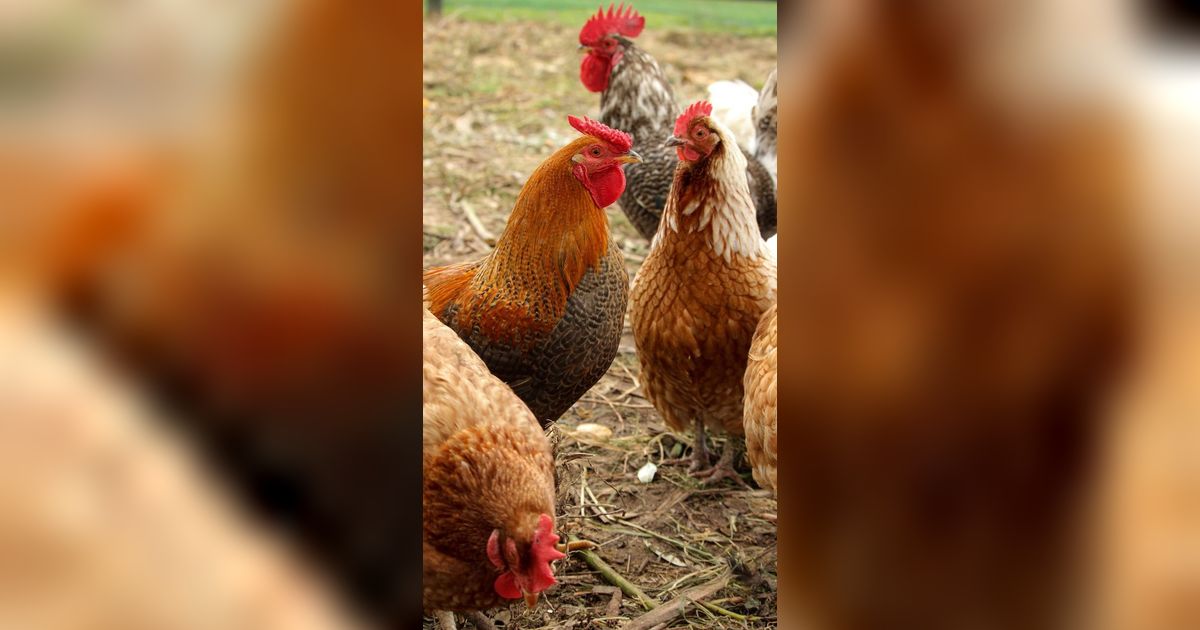 Mitos Ayam Berkokok di Malam Hari, Pertanda Terjadi Aib Memalukan