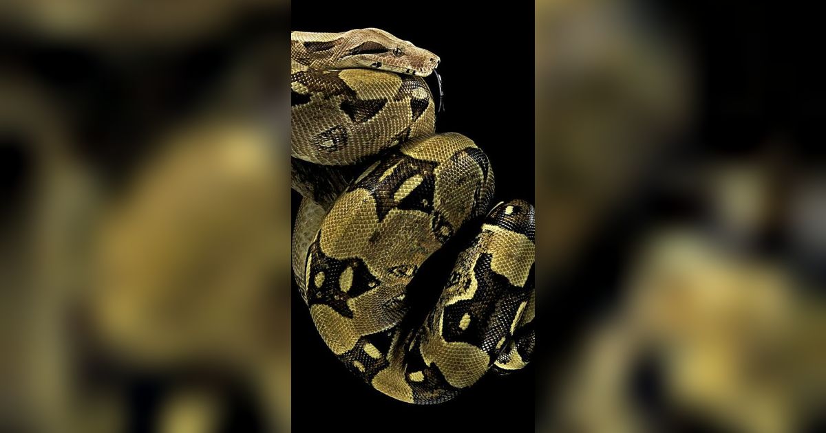 Tak Semua Bertelur, 7 Ular Ini Berkembang Biak dengan Cara Melahirkan!